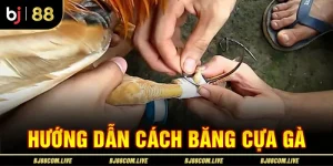 Hướng Dẫn Cách Băng Cựa Gà Đúng Kỹ Thuật Từ Chuyên Gia Bj88