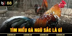 Gà Ngũ Sắc - BJ88 Chia Sẻ Cách Nhận Biết Đặc Điểm Nổi Bật