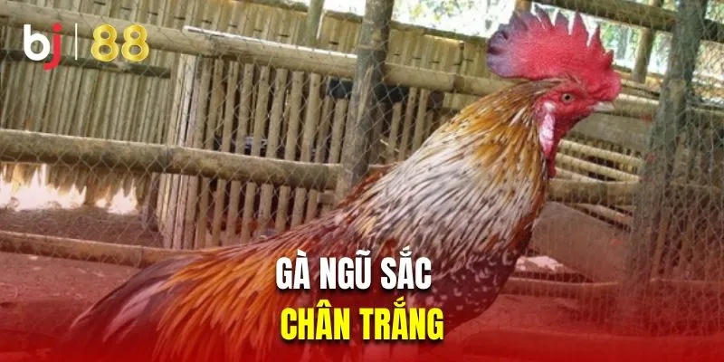 Gà ngũ sắc chân trắng 