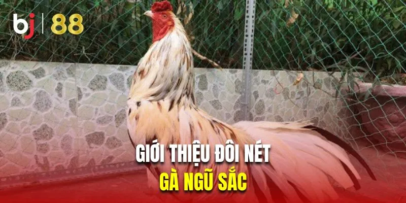 Giới thiệu đôi nét về chiến kê 5 màu