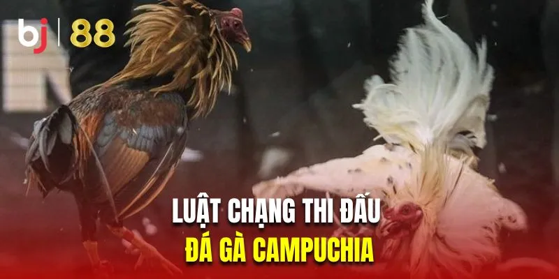 Luật quy định chạng thi đấu trong đá gà Campuchia