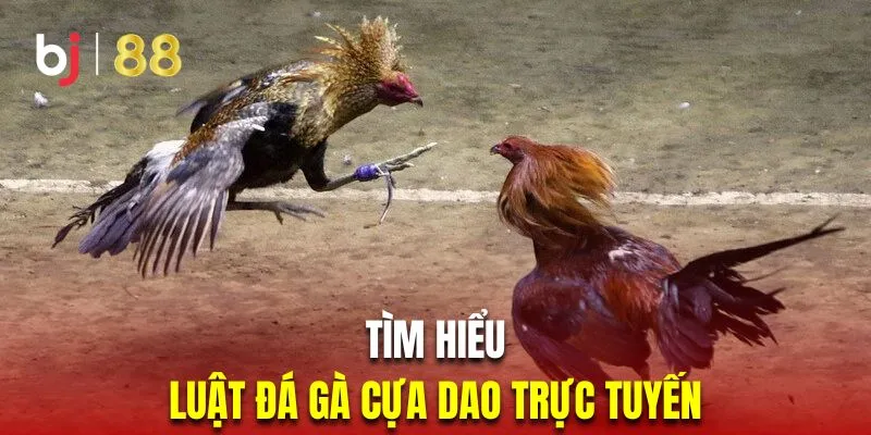 Tìm hiểu luật chọi kê cựa dao chi tiết