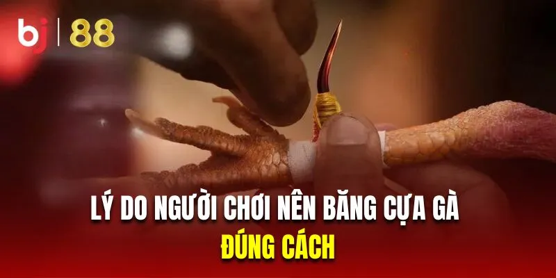 Lý do người chơi nên băng cựa gà đúng cách