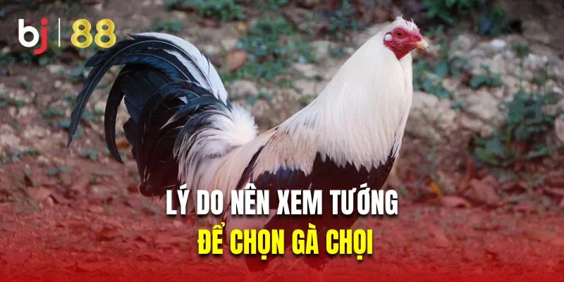 Lý do nên xem tướng để chọn gà chọi
