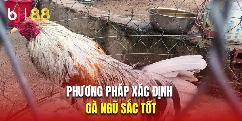 Tổng hợp những phương pháp xác định kê ngũ sắc tốt