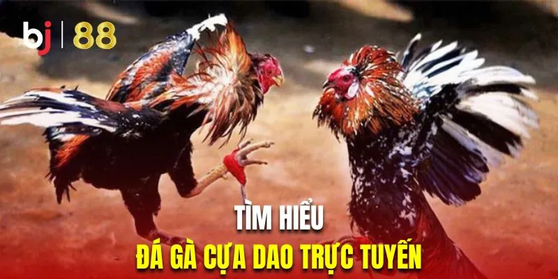 Khám phá chi tiết đá gà cựa dao trực tuyến