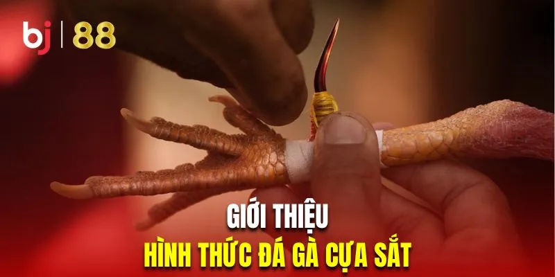 Giới thiệu loại hình đá gà cựa sắt gay cấn