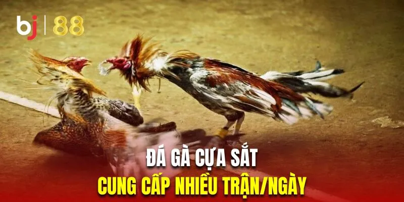 Đá gà cựa sắt BJ88 có đến hơn 100 trận/ngày