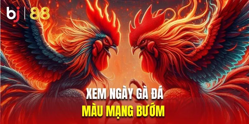 Xem ngày gà đá màu mạng bướm 