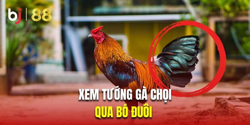 Xem tướng gà chọi qua bó đuôi